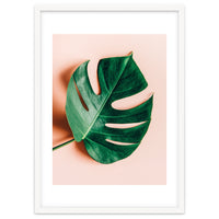 Monstera Shadow