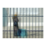 Behind a fence (Print Only) thumbnail
