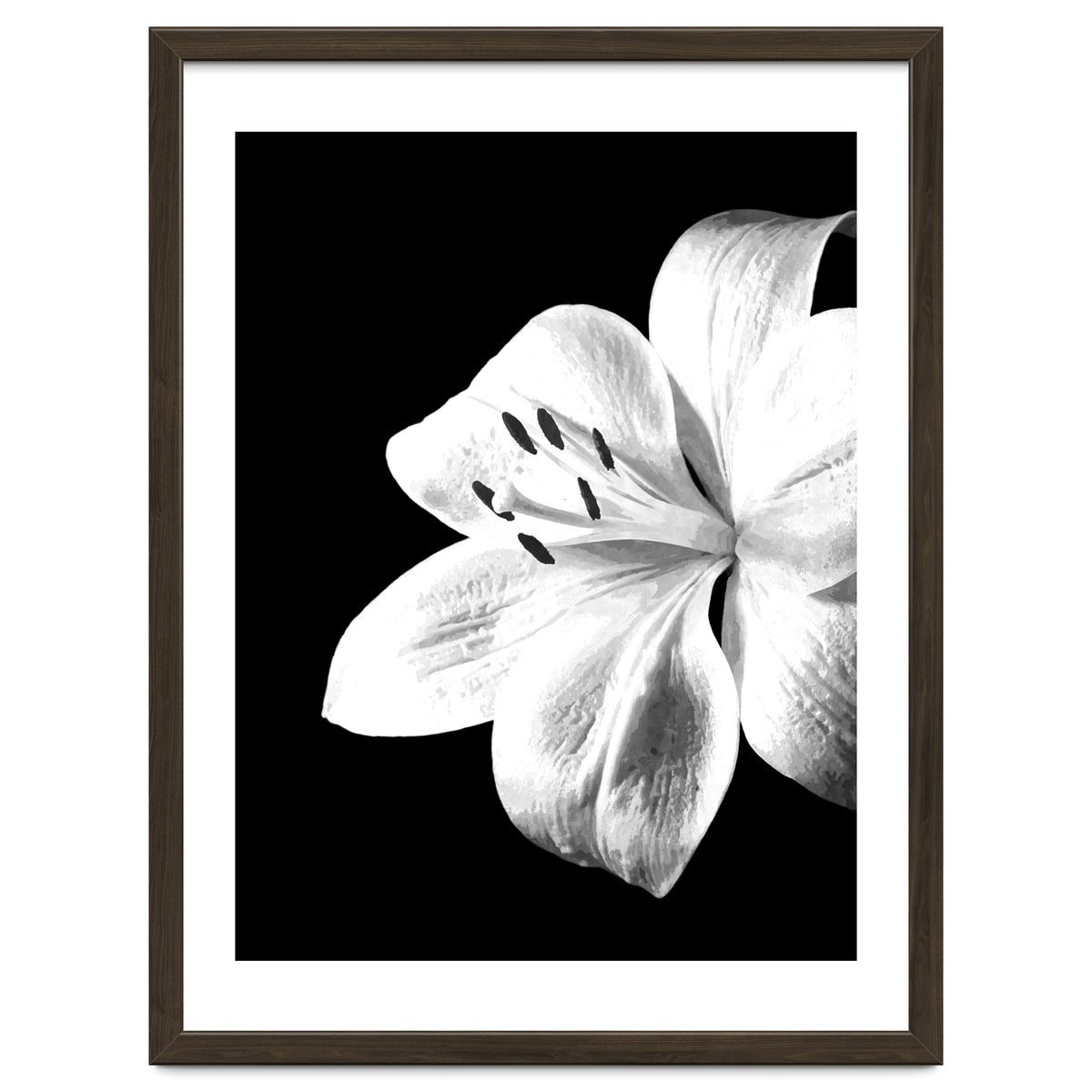 White Lily Black Background
