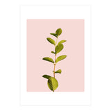 Botanical Art V3 (Print Only) thumbnail