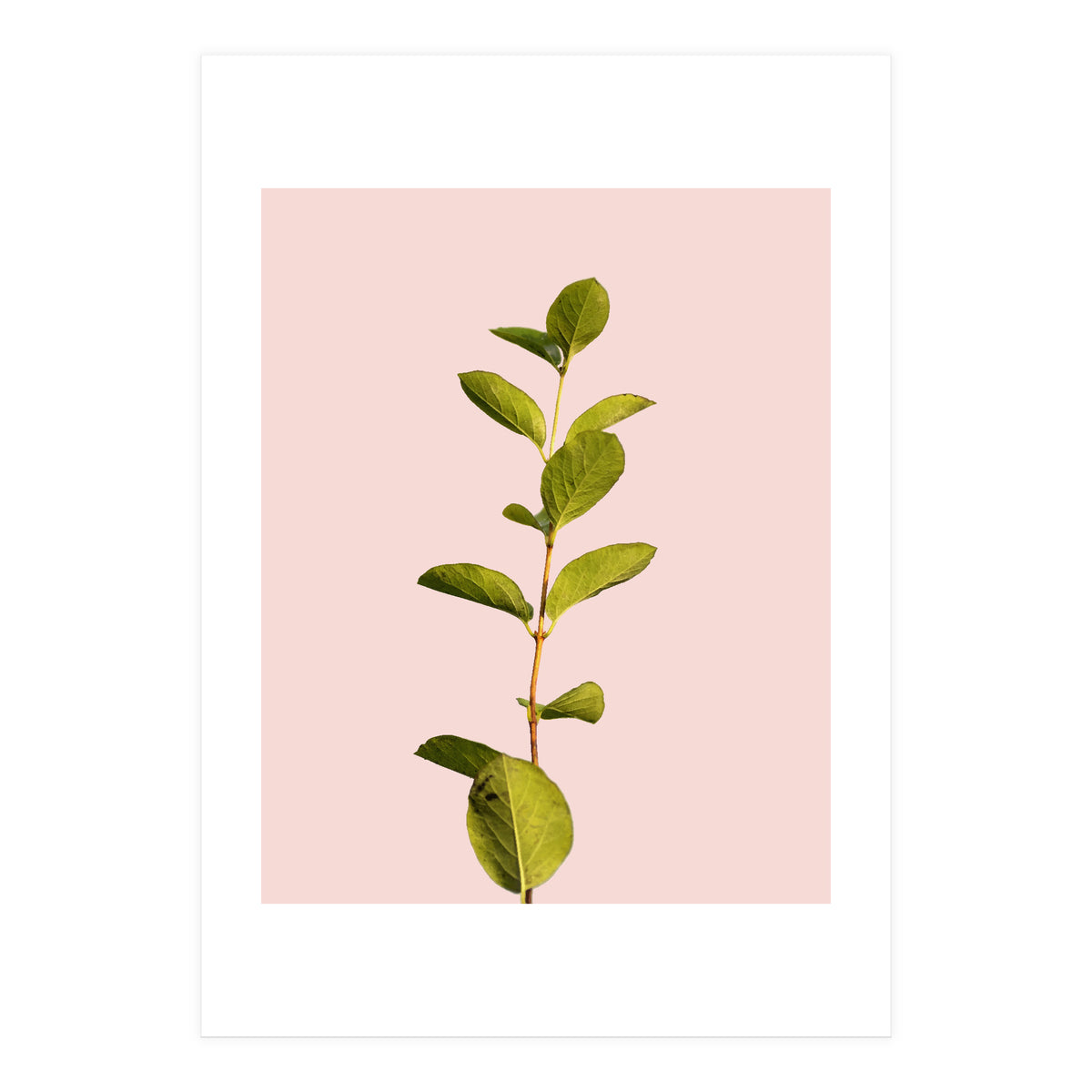 Botanical Art V3 (Print Only)