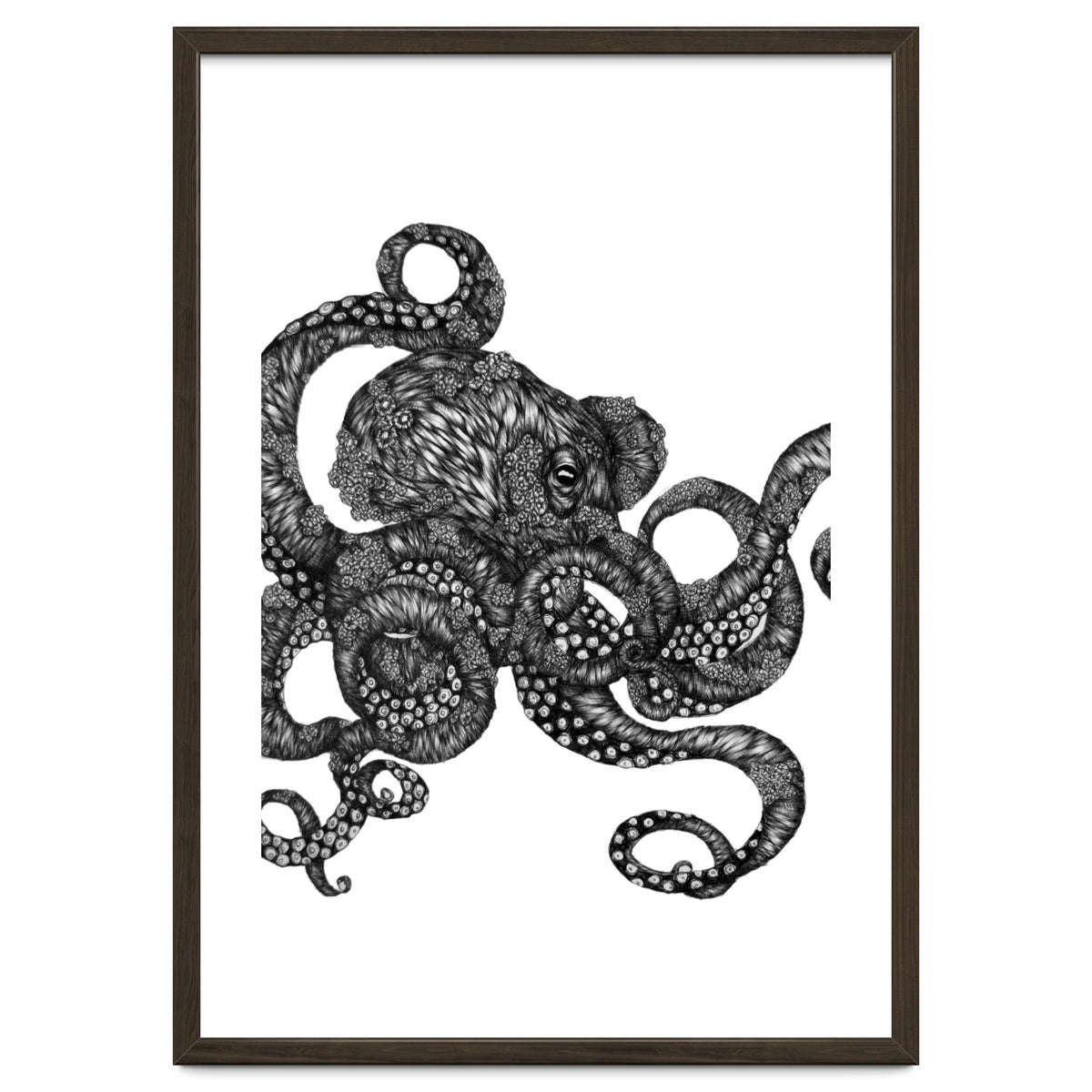 Barnacle Octopus