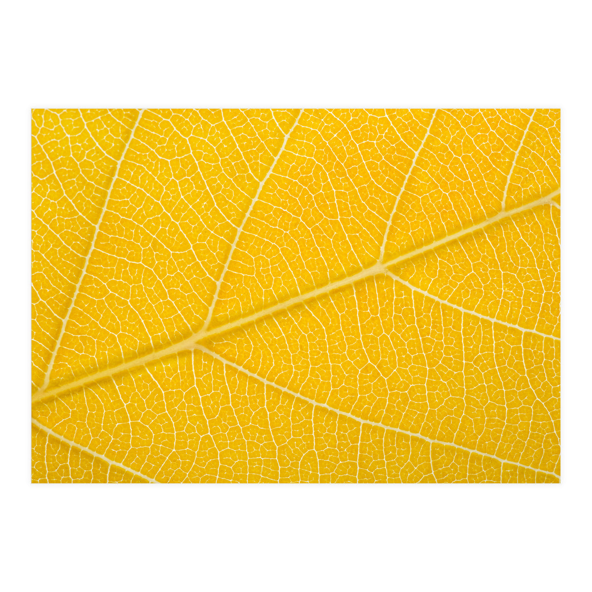 Autumn Leaf (Print Only)