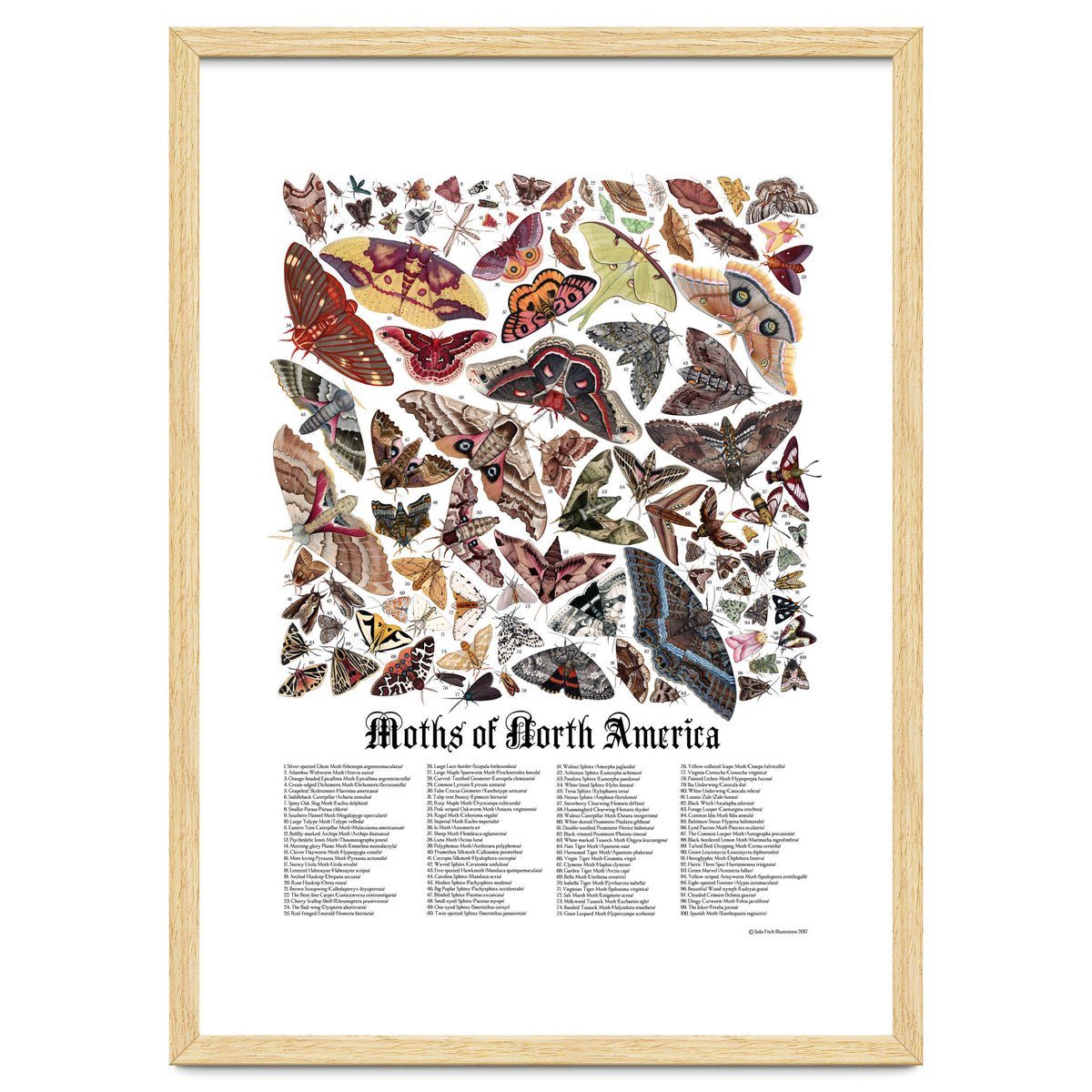 Moths of North America