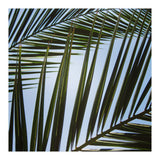 palm fronds (Print Only) thumbnail
