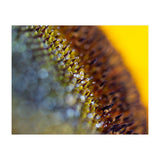 Bumblebee (Print Only) thumbnail