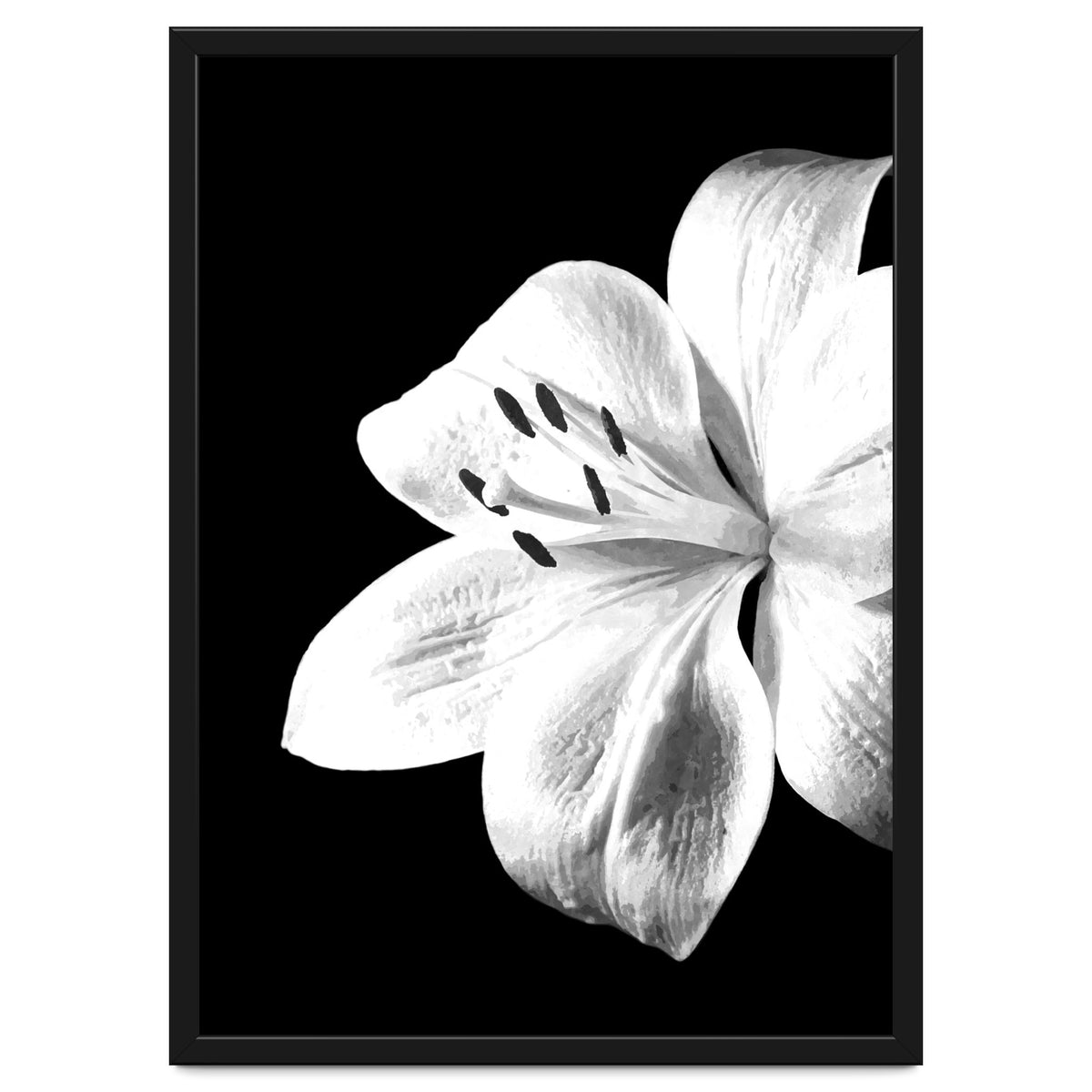 White Lily Black Background