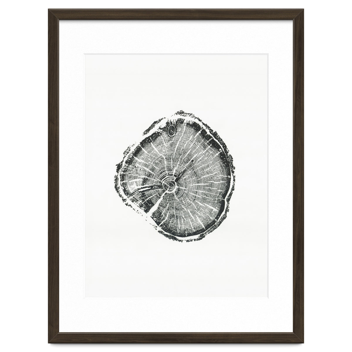 Tree Ring Print, Albion Basin, Utah, Pine Tree Print