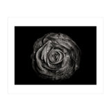 Backyard Flowers In Black And White 72 (Print Only) thumbnail