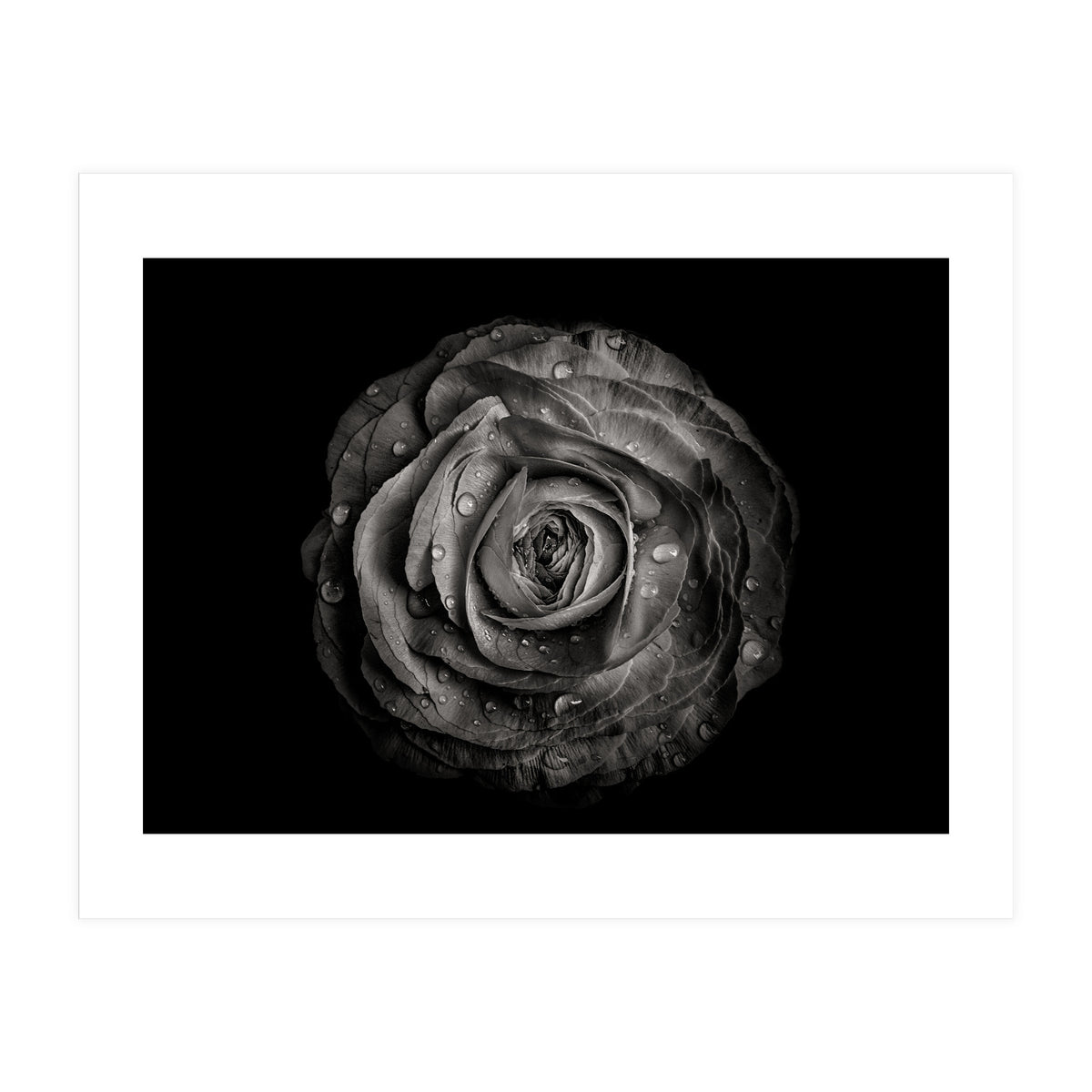 Backyard Flowers In Black And White 72 (Print Only)