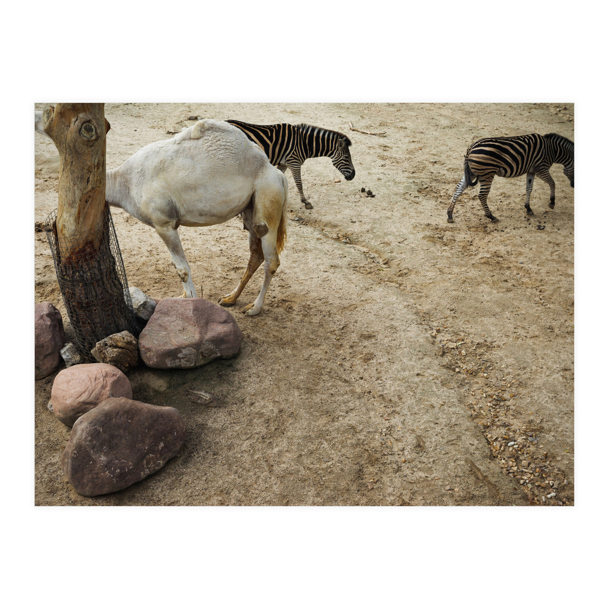 Hiding Game (Print Only)