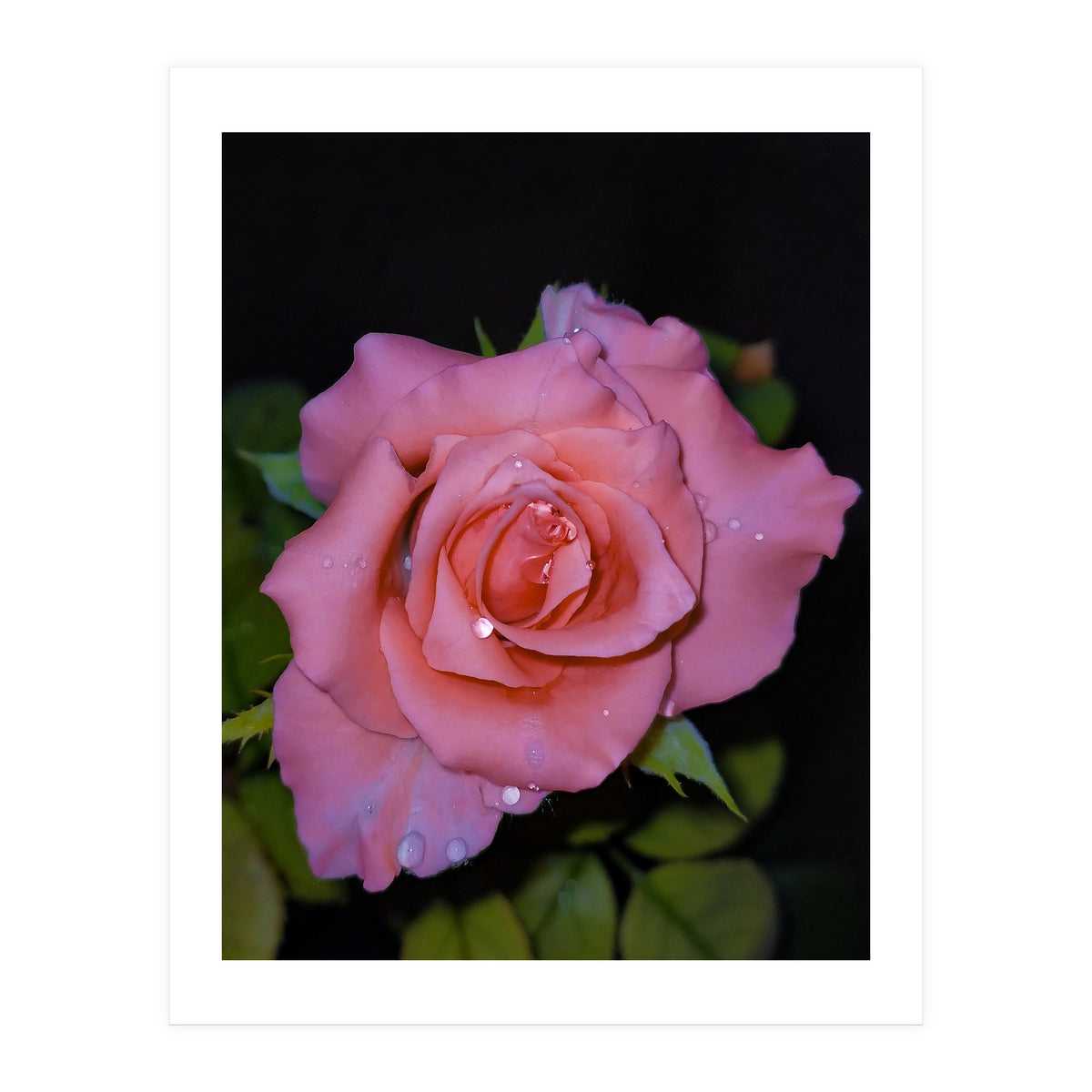 Pink Dew Rose (Print Only)