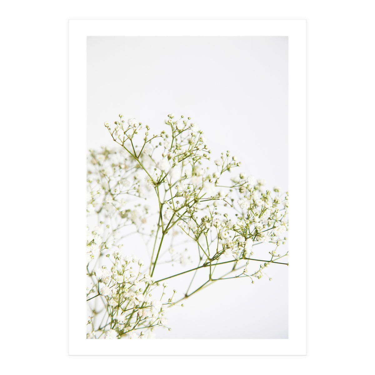 Flowers (Print Only)