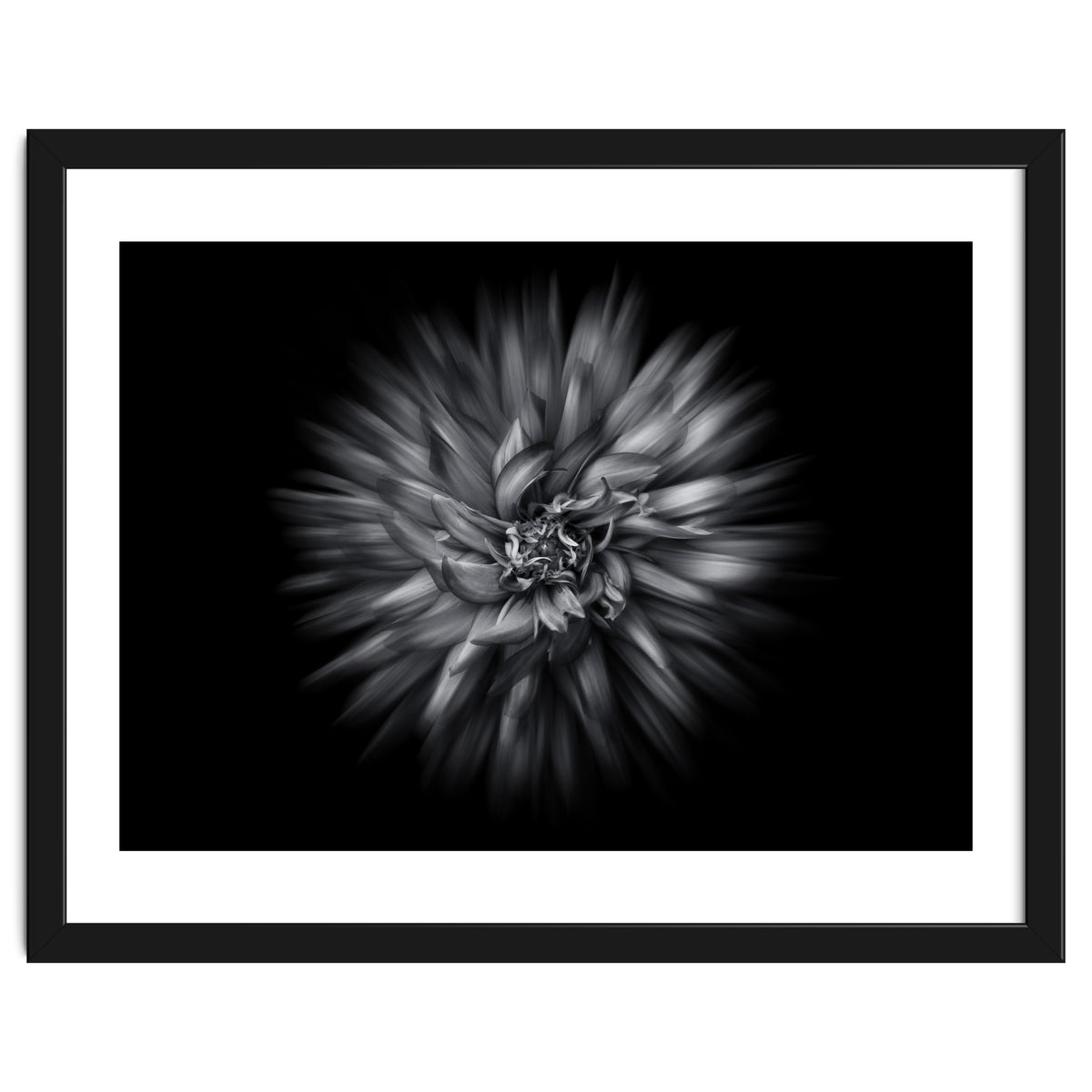 Backyard Flowers In Black And White 20 Flow Version