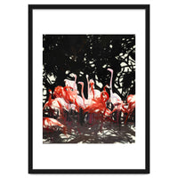 Flamingoes Under The Banyan Tree