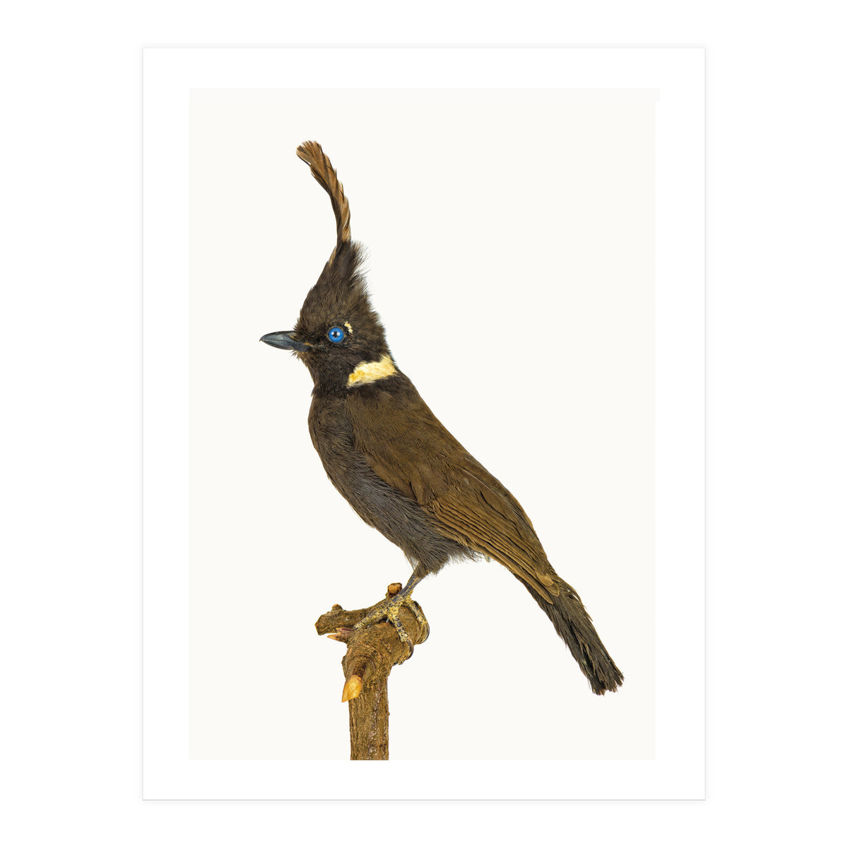 Cc Birds 05 (Print Only)