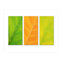 Autumn Leaves (Print Only)