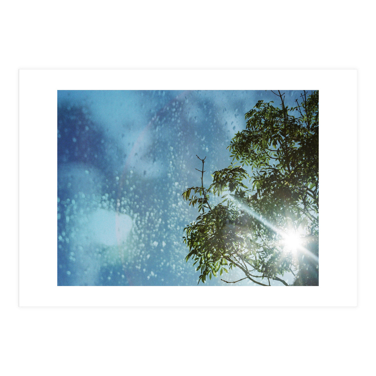 Sun Through Trees (Print Only)