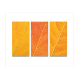 Autumn Leaves (Print Only) thumbnail