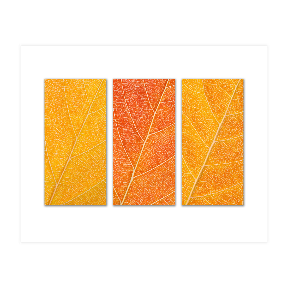 Autumn Leaves (Print Only)