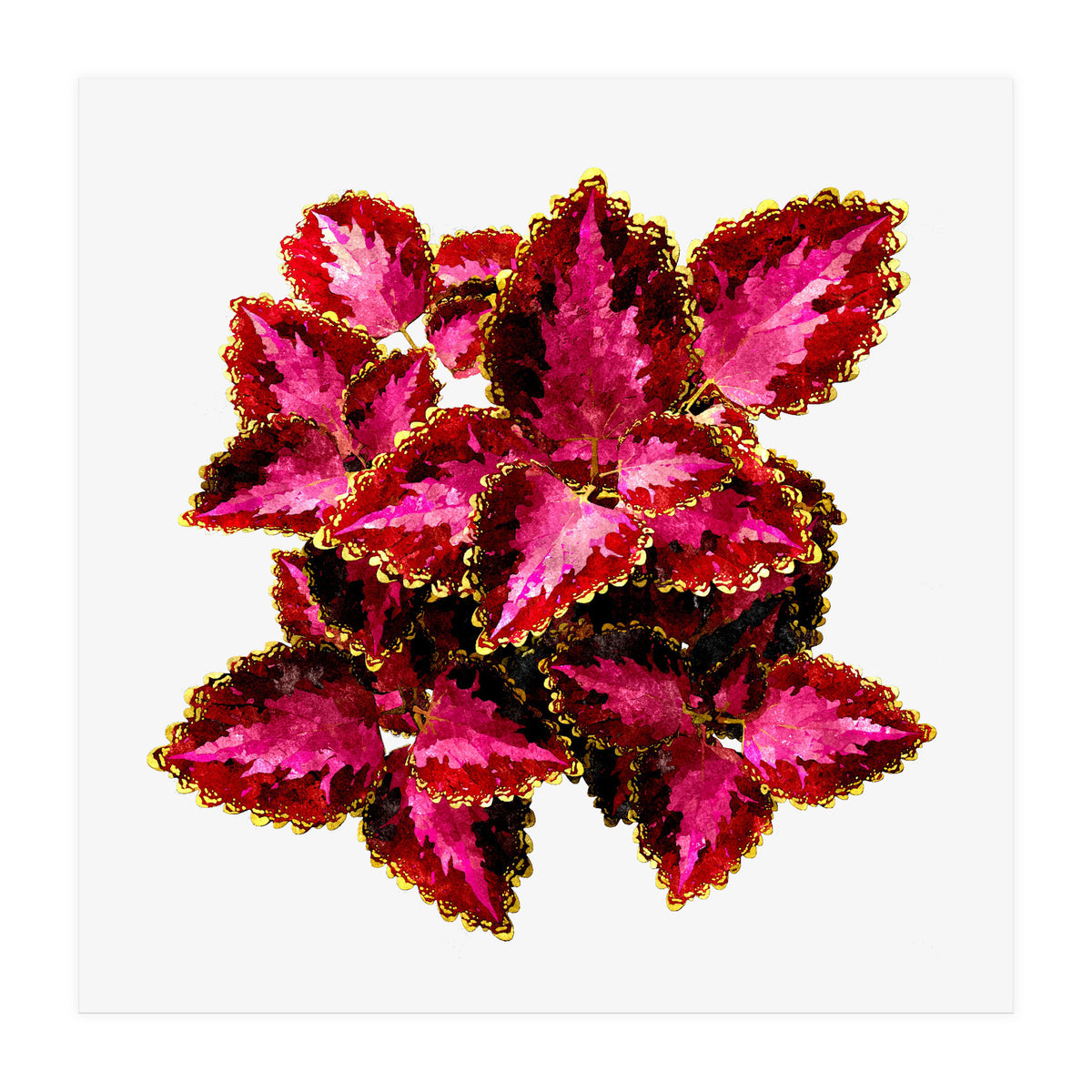 Indian Coleus (Print Only)