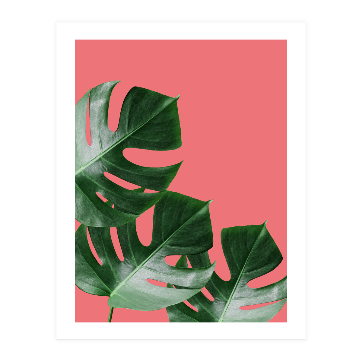 Tropical collage VI (Print Only)