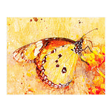Butterfly On Aclepias (Print Only) thumbnail