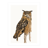 Cc Birds 11 (Print Only) thumbnail