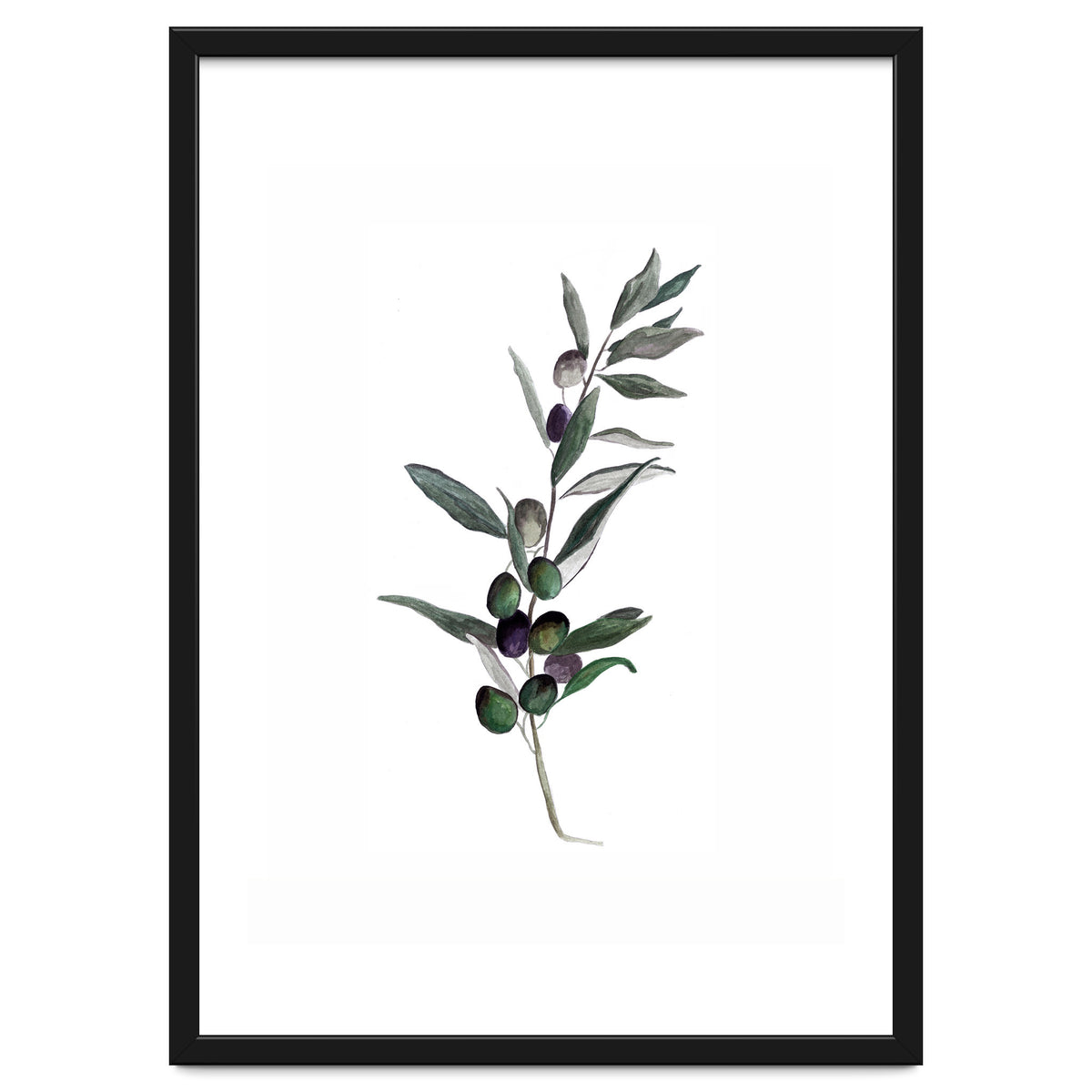 Botanical Illustration Olive