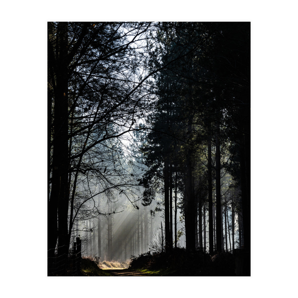Misty Woodland Morning (Print Only)