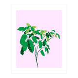 Ficus on Pink Background (Print Only) thumbnail