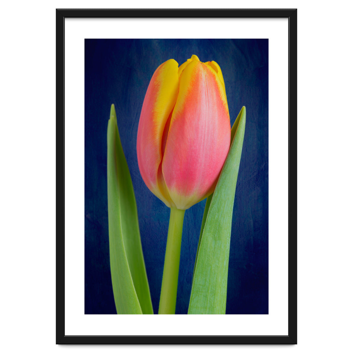 Tulip