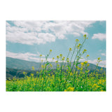 Flowers (Print Only) thumbnail