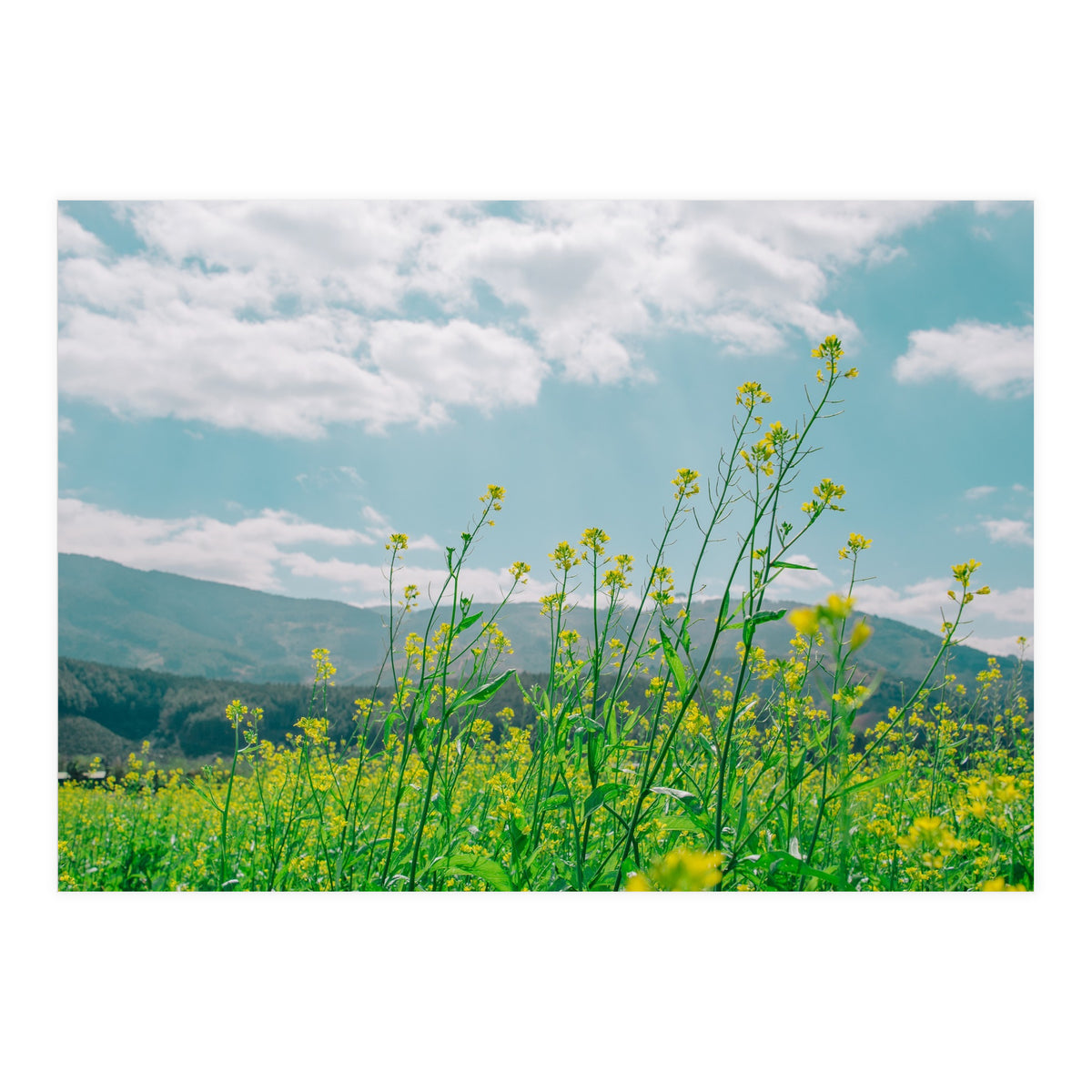 Flowers (Print Only)