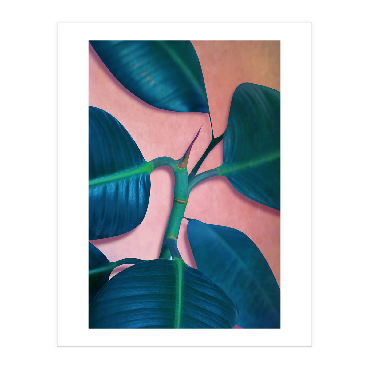 Ficus Elastica (Print Only)