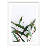 Green Eucalyptus leaves