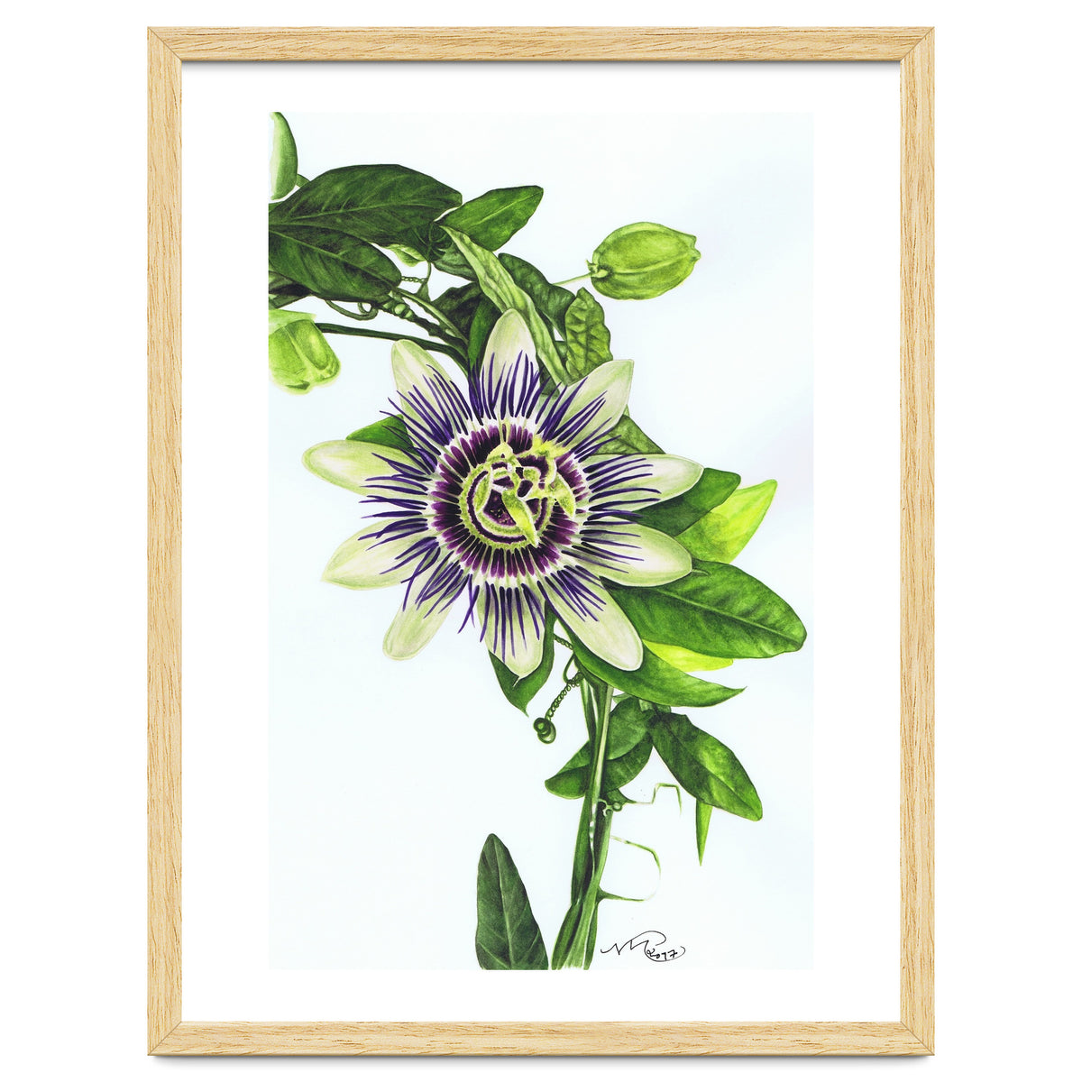 Passion Flower