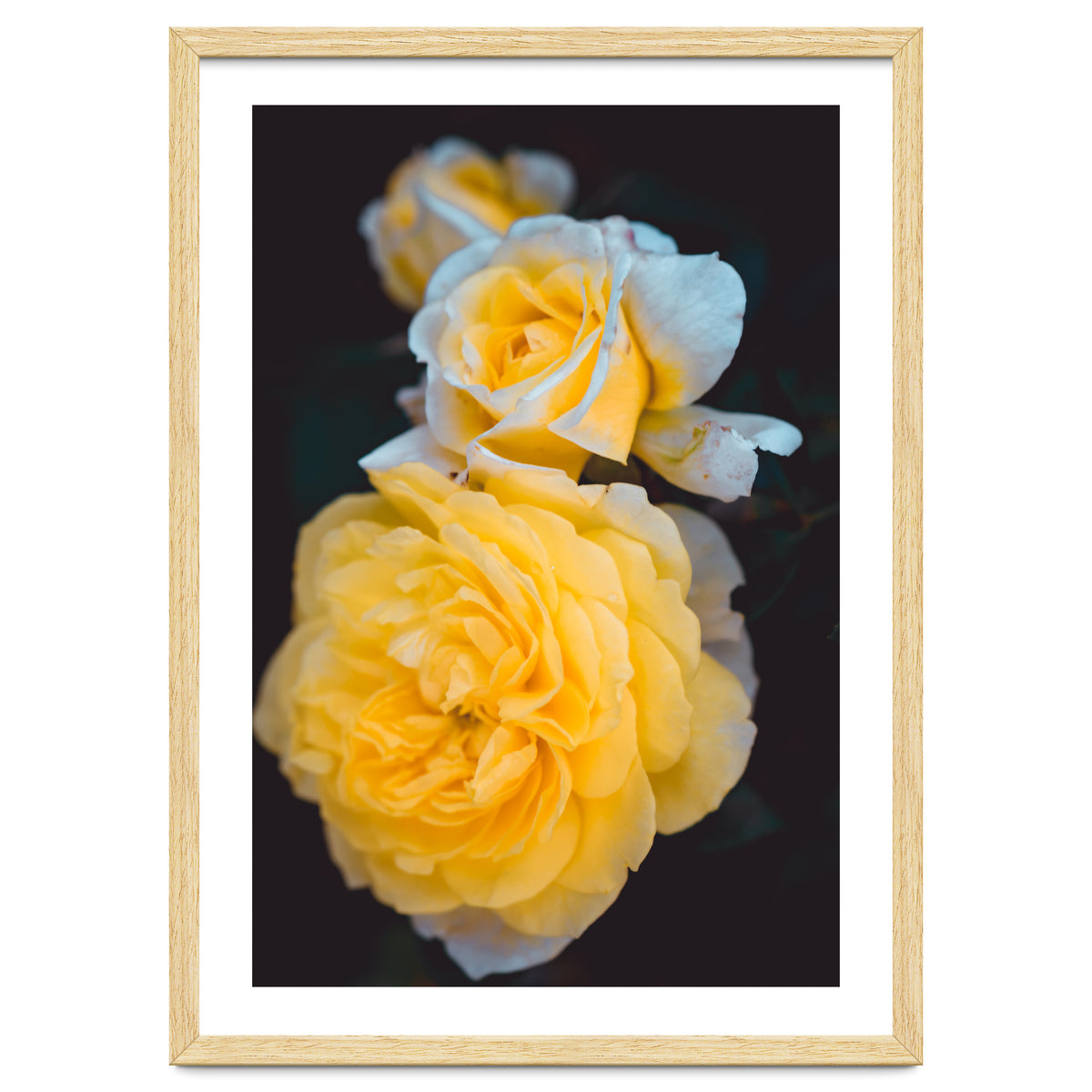 Yellow Rose