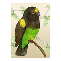 Meyer's parrot watercolor (Print Only)