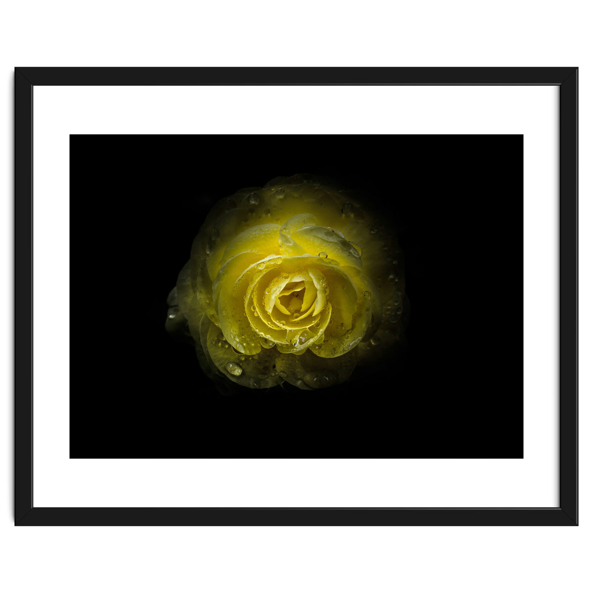 Backyard Flowers 64 Color Version