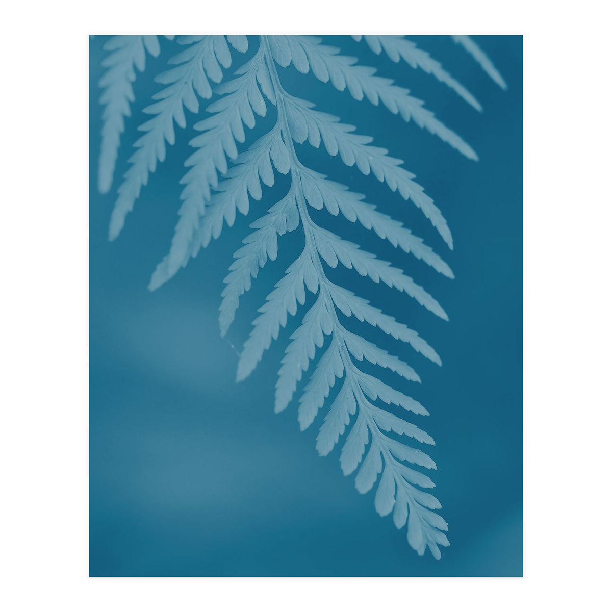 Pteridopsida 2 (Print Only)