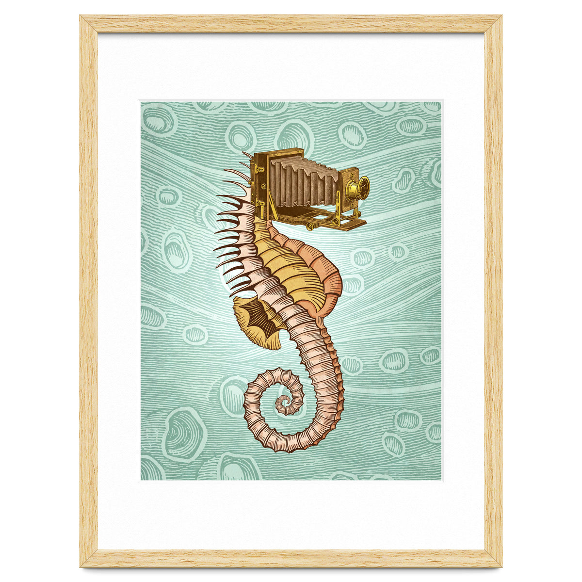 Hippocampus Camerarum