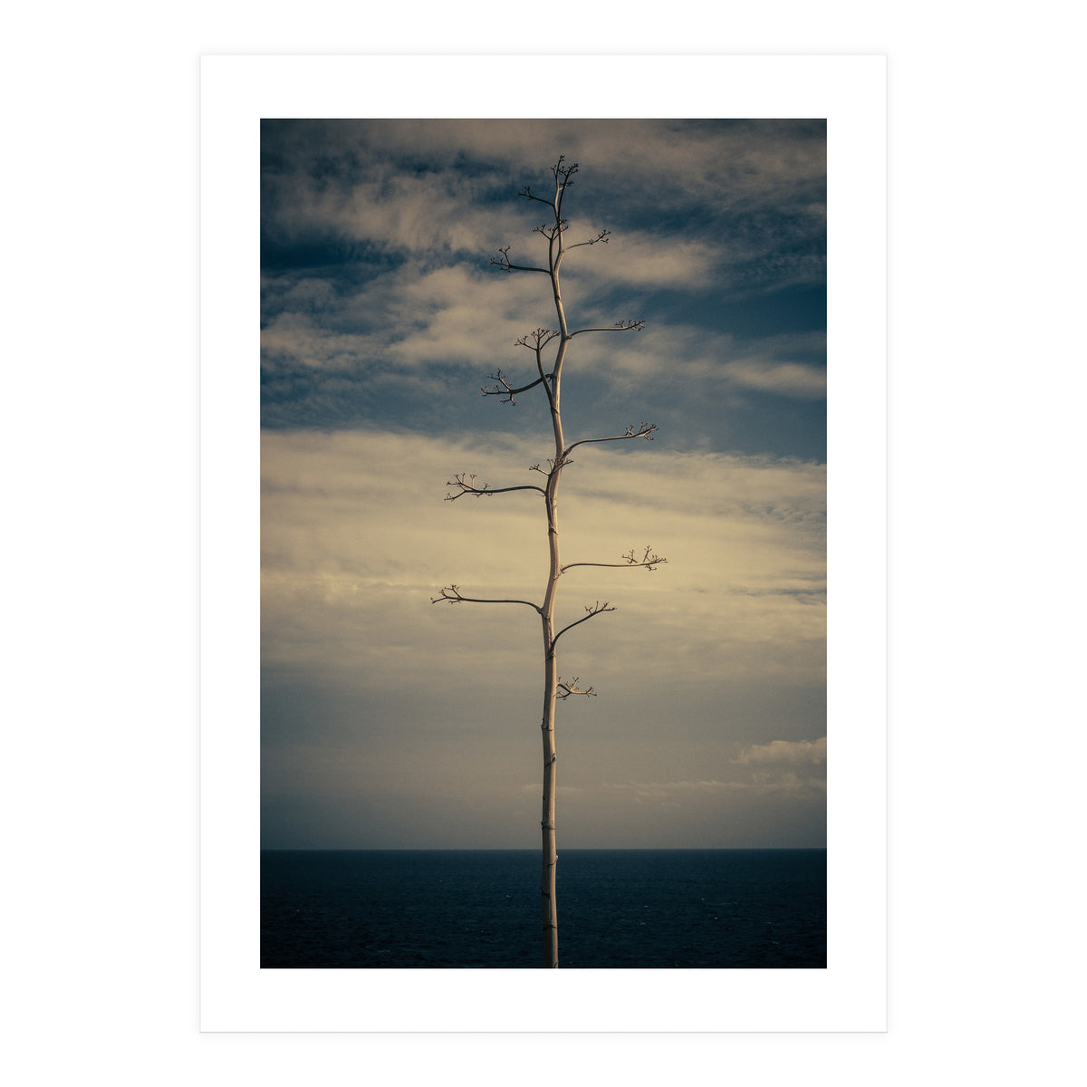 SEA AND TREE (Print Only)