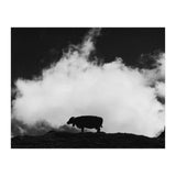 cow and cloud (Print Only) thumbnail