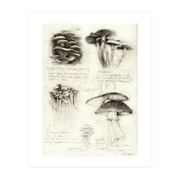 Mushrooms (Print Only)