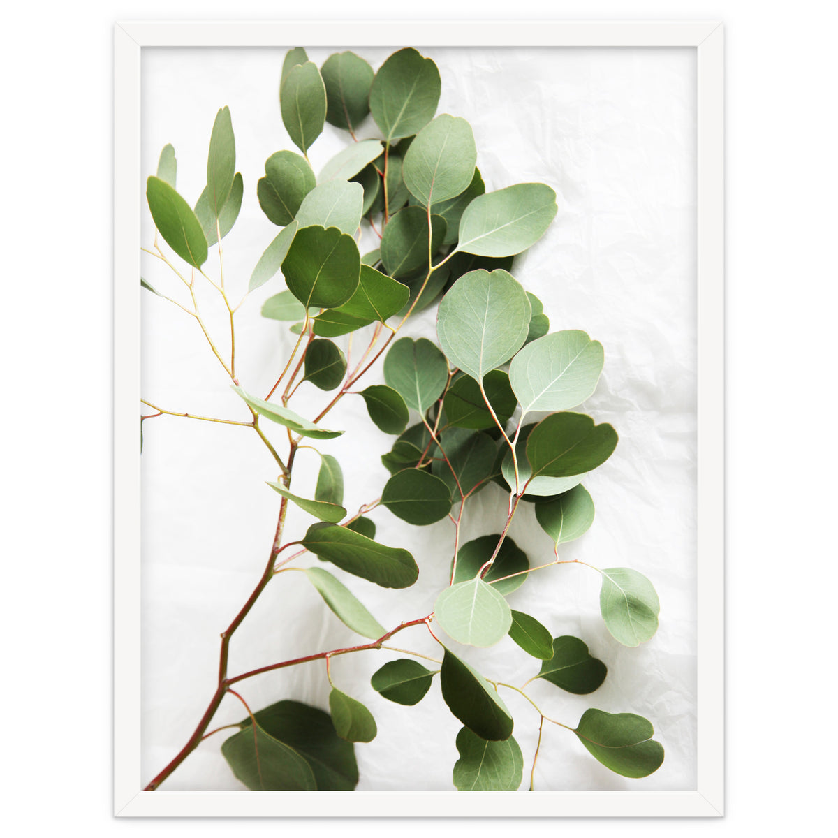 Eucalyptus