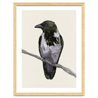 Hooded crow watercolor