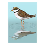 Little ringed  plover (Print Only) thumbnail