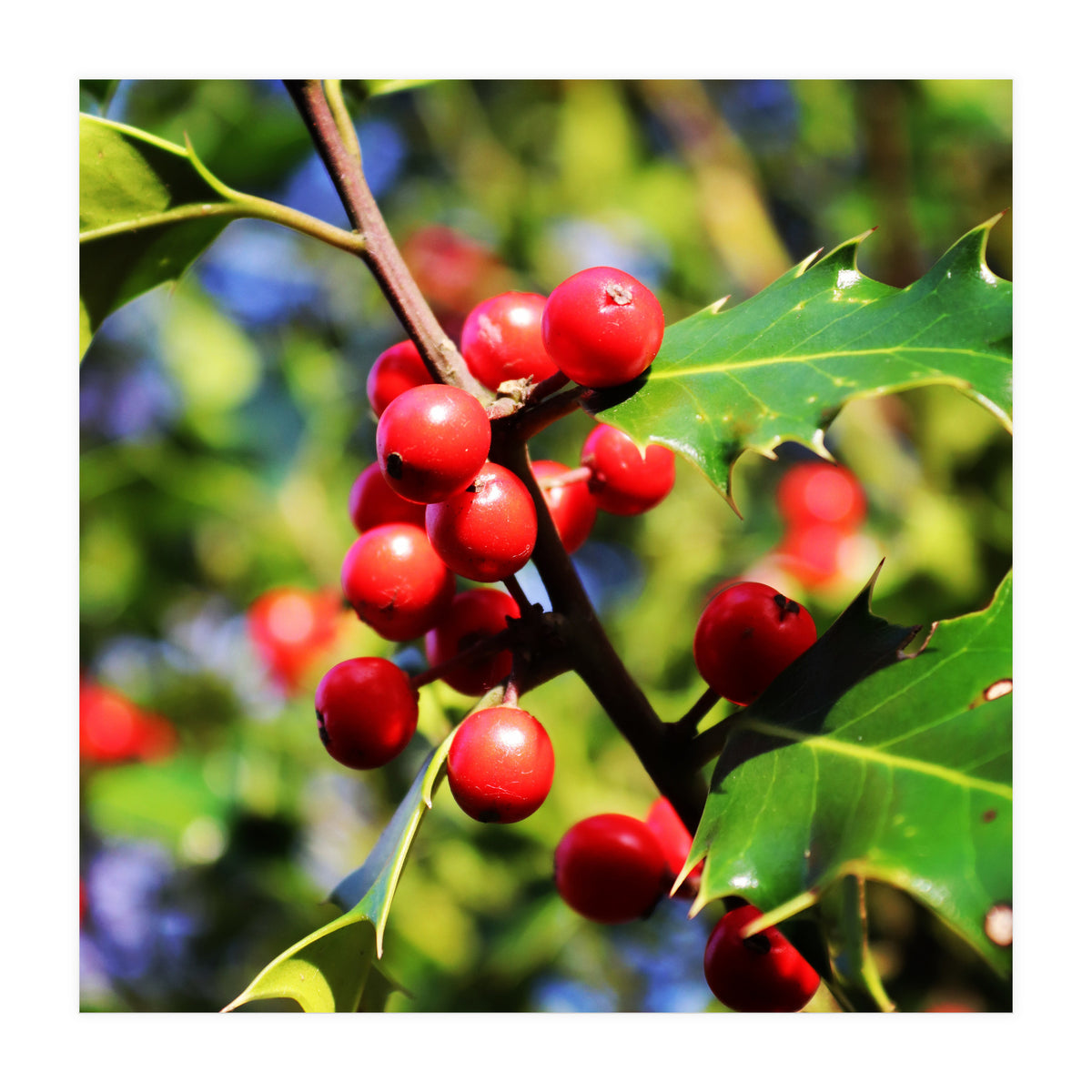 Fab454 Da 548 B 4252 8566 Cb9 Ccef07 Bda (Print Only)