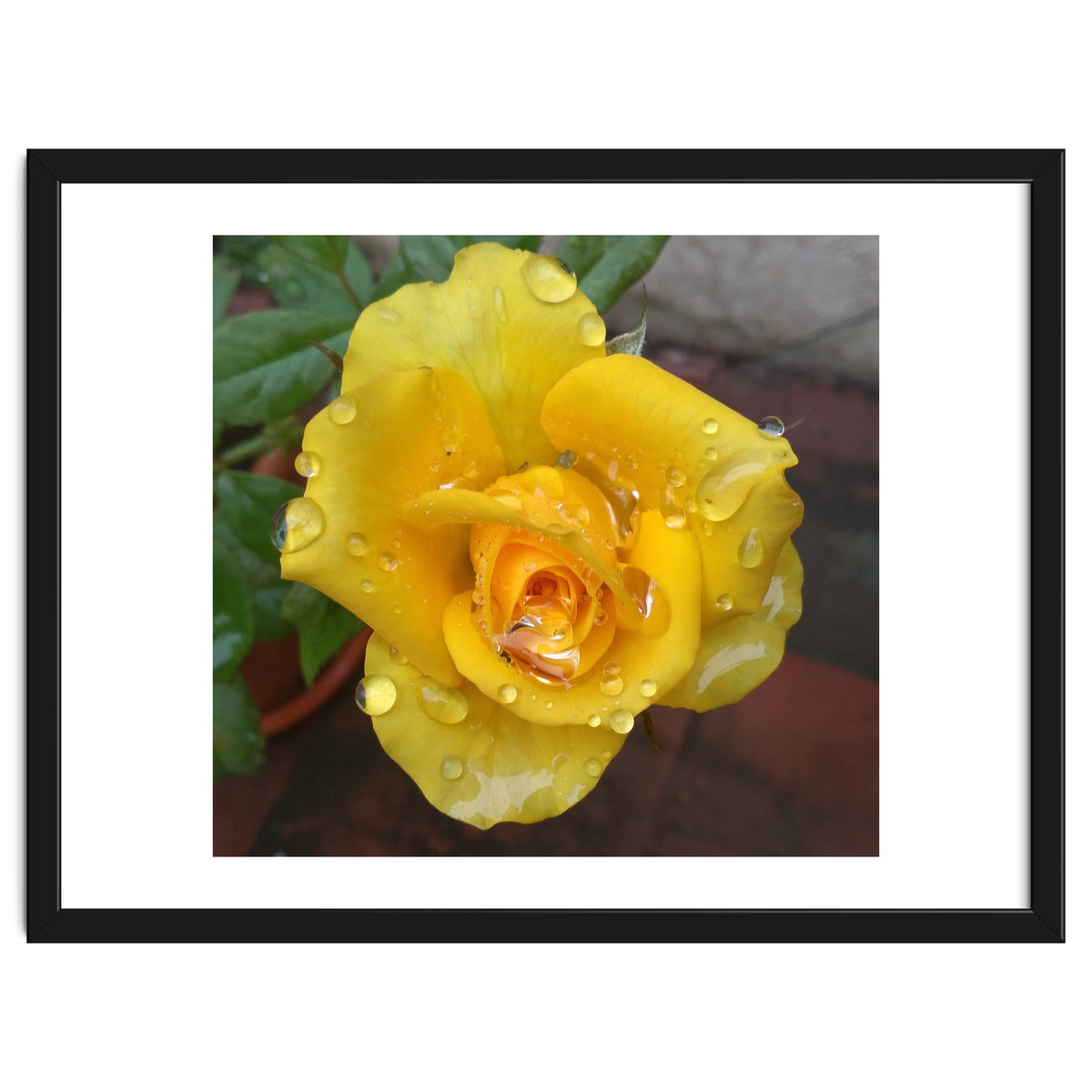 Yellow Rose with Dew Drops